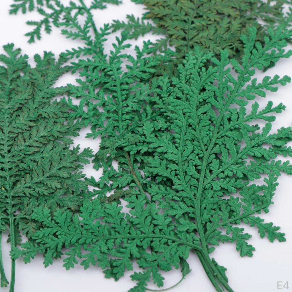 12 Dried Flower Assorted Artemisia Leaves DIY Kunst und Skulpturen Cards