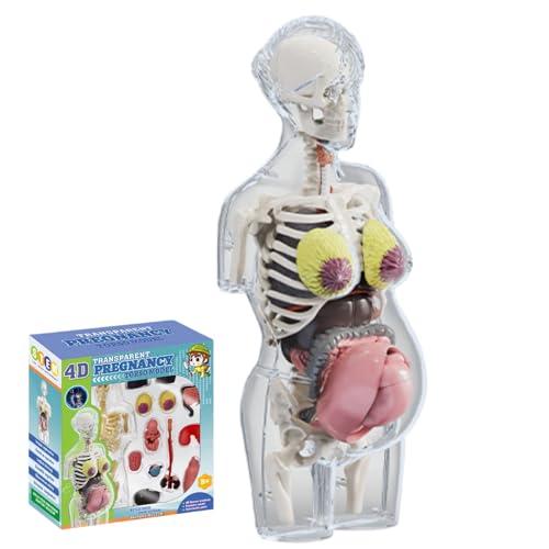 MOSABRUKI Human Anatomy Model, Skeleton Specimen, Pregnant Woman Half Body, Detachable, Accurate Positioning, Doctor, Preschool, School, Medical Stude