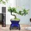 Trailing Fujian Tea Bonsai with Old Trunk – Zen Style Indoor Green Plant for Office & Living Room