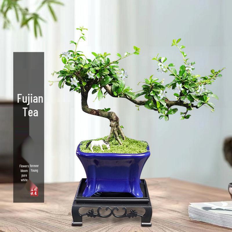 Trailing Fujian Tea Bonsai with Old Trunk – Zen Style Indoor Green Plant for Office & Living Room
