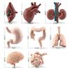 Simülasyon İnsan Vücudu Torso Modeli Biyoloji Beyin Kalp Karaciğer Mide Böbrek Öğretim Araçları Öğrenme Çocuklar için Eğitici Oyuncaklar