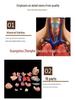 55CM Human Anatomy Hermaphrodite Torso Model with 19 Removable Parts