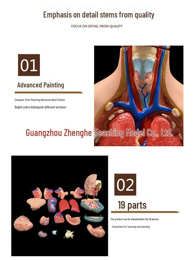 55CM Human Anatomy Hermaphrodite Torso Model with 19 Removable Parts