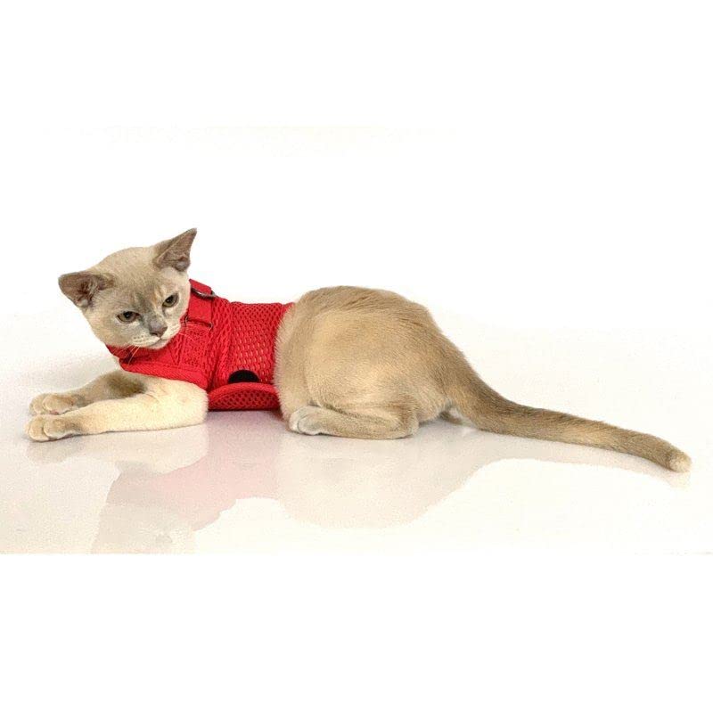 

Martingale Cat Strawberry Red Harness, Large,