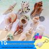 Handmade Decorative Seashells & Starfish for Fish Tanks: Landscaping, Painting, Specimens, Whelks, Hermit Crabs