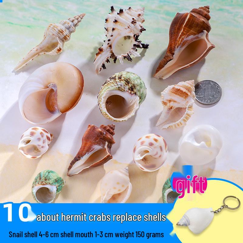 Handmade Decorative Seashells & Starfish for Fish Tanks: Landscaping, Painting, Specimens, Whelks, Hermit Crabs