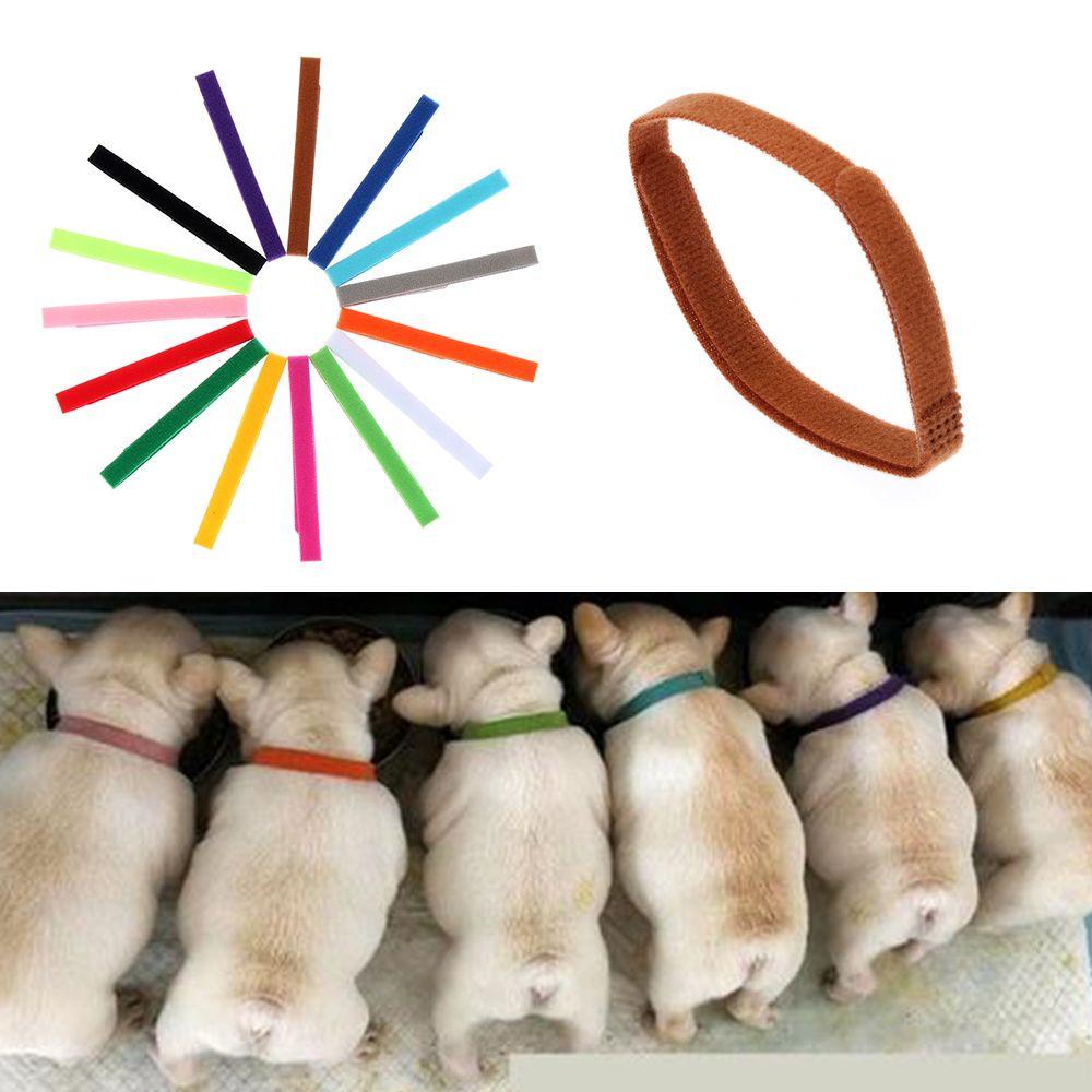 kitten identification collars