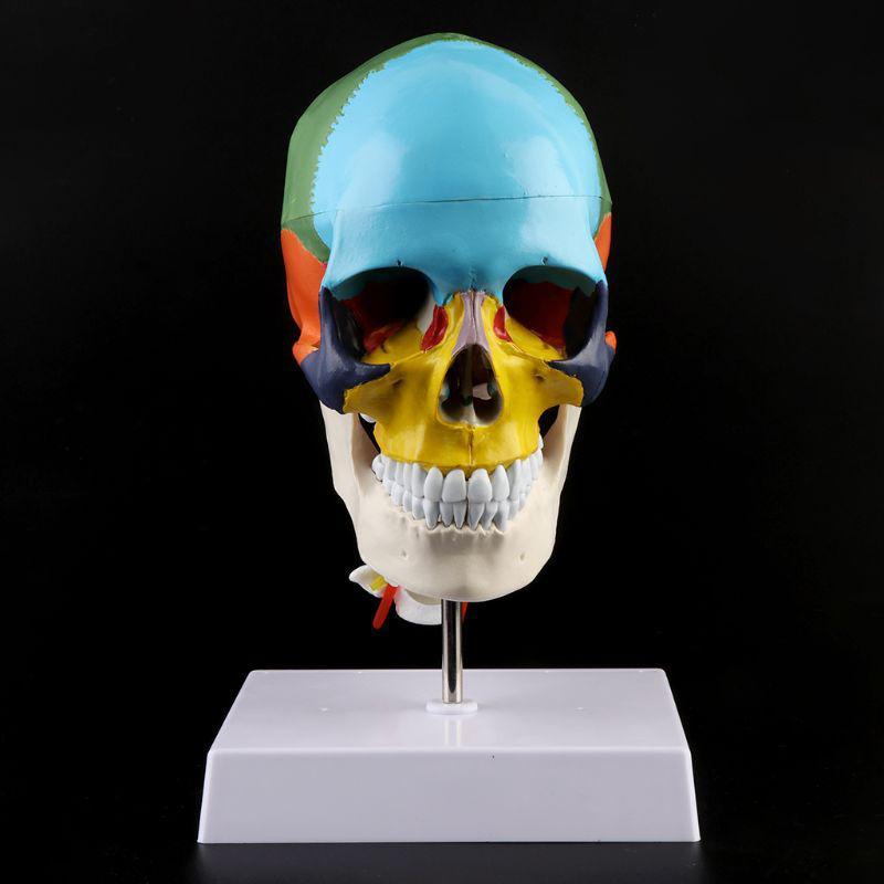 1 Stück menschliches Skelett Anatomisches Modell mit farbigen Knochen Halswirbel Skulptur Medizinische Versorgung