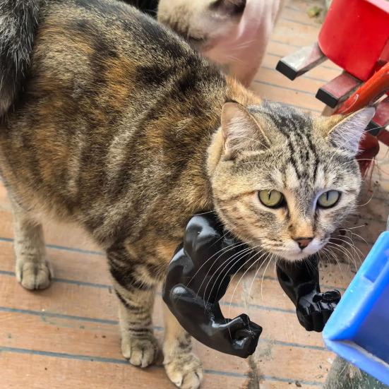 2Pcs Cat Muscle Arm 3D Printed Funny Cat Neck Arm with Muscle Superhero Cosplay Costume Funny Pet Photography Props Birthday Party Supplies