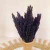 Dried Cantal Grass Bunch Black 6 Pieces