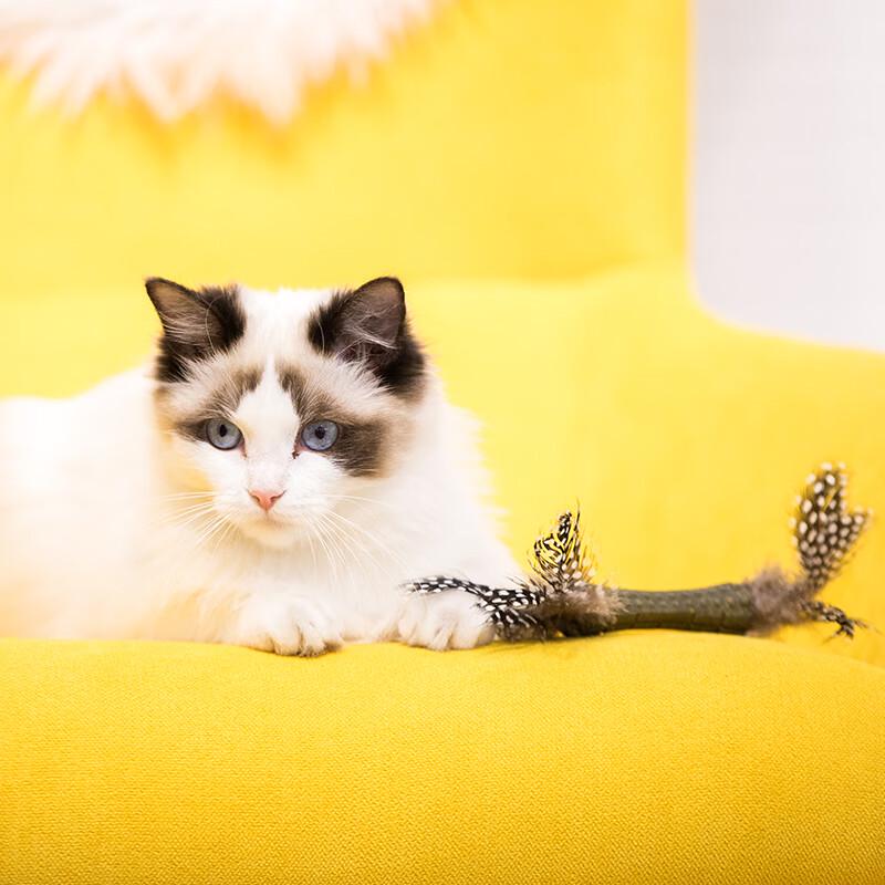 Interactive Feather Cat Teaser Toy with Dental Chew