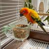 Anti-Tip Bird Cage Bowl Transparent Parrot Water Bowl Bird Feeding Station Pet Feeder Ledge Aviary