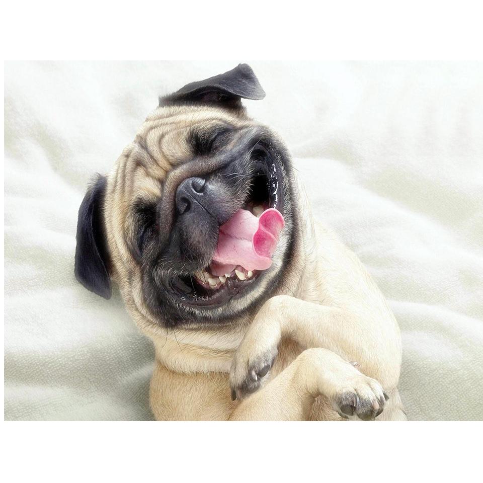 5D DIY Full Round Diamond Painting "animal" Dog Cat Diamond Embroidery Mosaic Cross Stitch Kit Rhinestone Home Decoration