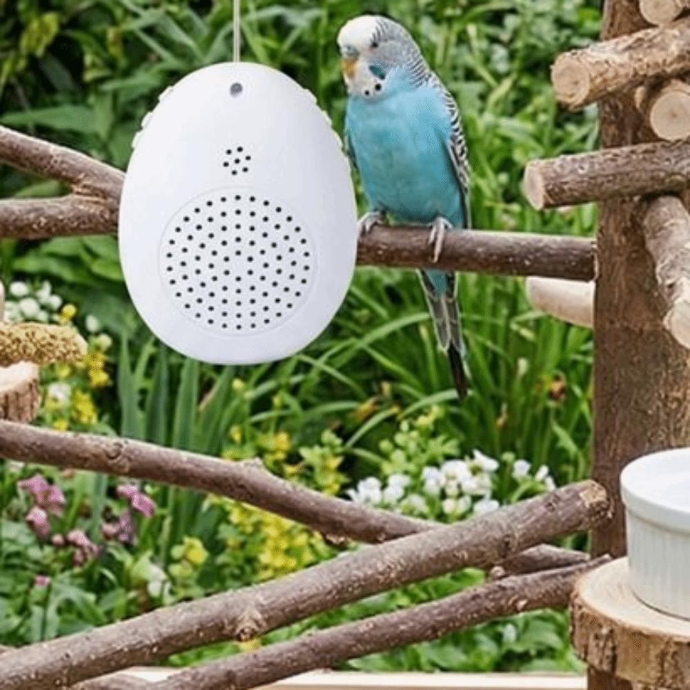 Interactive Bird Learning Machine Playback Bird Repeater Speech Training Machine  Behavior Training