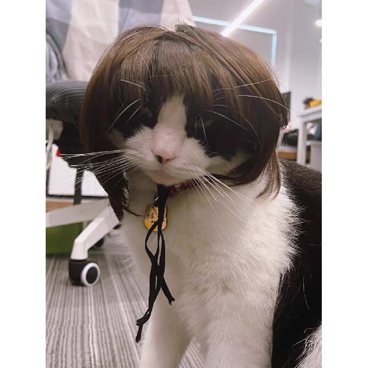 Pet Wig Dog Wig Pet Supplies Halloween Pet Accessories Curly Hair Straight Hair Cat Wig It Can Be DIY Trimmed