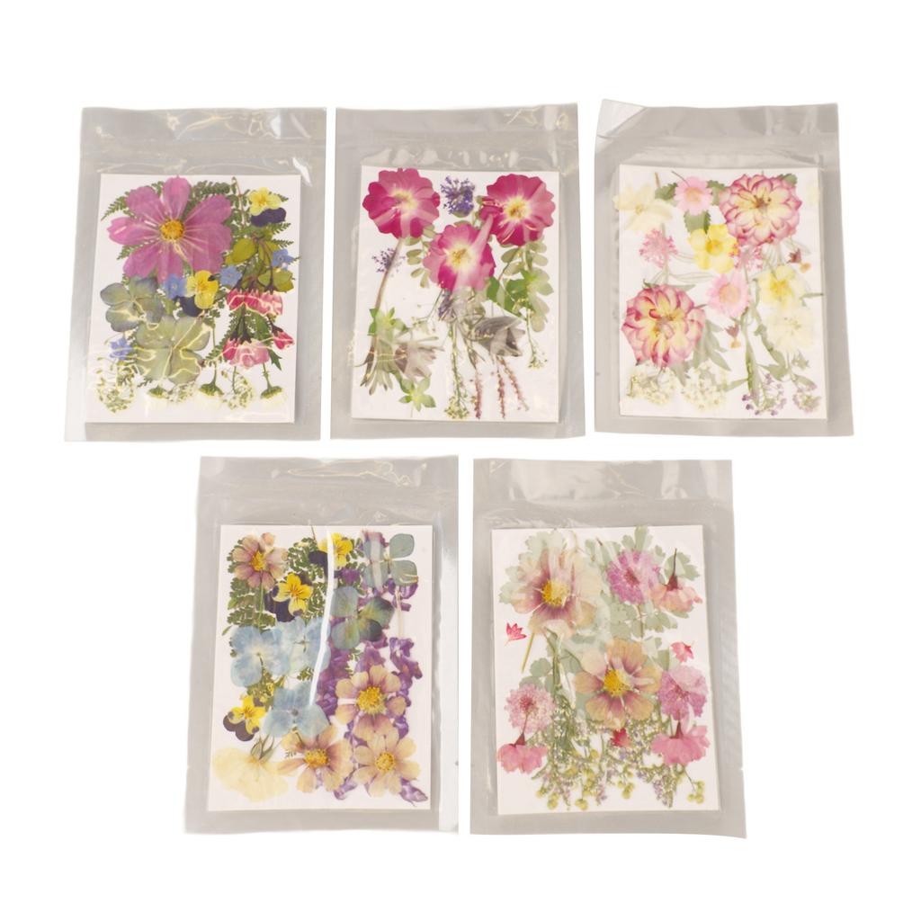 5 Beutel Gepresste Blumen Sortierte Stile Lebendige Reichhaltige Details Mehrzweck Bunte Getrocknete Blumen für