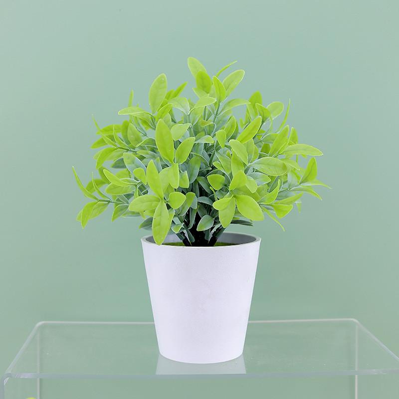 

Rehd Buxus Sinica Eucalyptus Robusta Potted Plant Indoor Decor Home For WhiteGreen