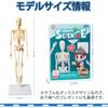 MOSABRUKI Human Anatomy Model Puzzle, Human Body Model Toy, Mannequin, Human Anatomy Model, Skeleton Model, Skeleton Specimen Toy, for Medical Student