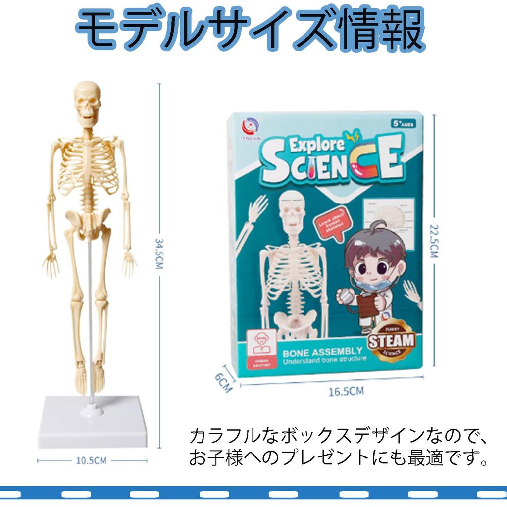 MOSABRUKI Human Anatomy Model Puzzle, Human Body Model Toy, Mannequin, Human Anatomy Model, Skeleton Model, Skeleton Specimen Toy, for Medical Student