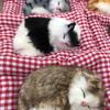 Bambuskohle Katze Auto Ornament mit Schmuckunterlage und Simulationskätzchen.