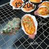 Simulated Oyster Fans Scallop Fake Food Seafood Model Barbecue Props Food Showcase Kids Toy Home Decoration