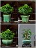 Zisha Succulent Flower Pot Ceramic Incense Burner – Glazed, Creative Desktop Bonsai Planter, Handmade, for Office Decor.