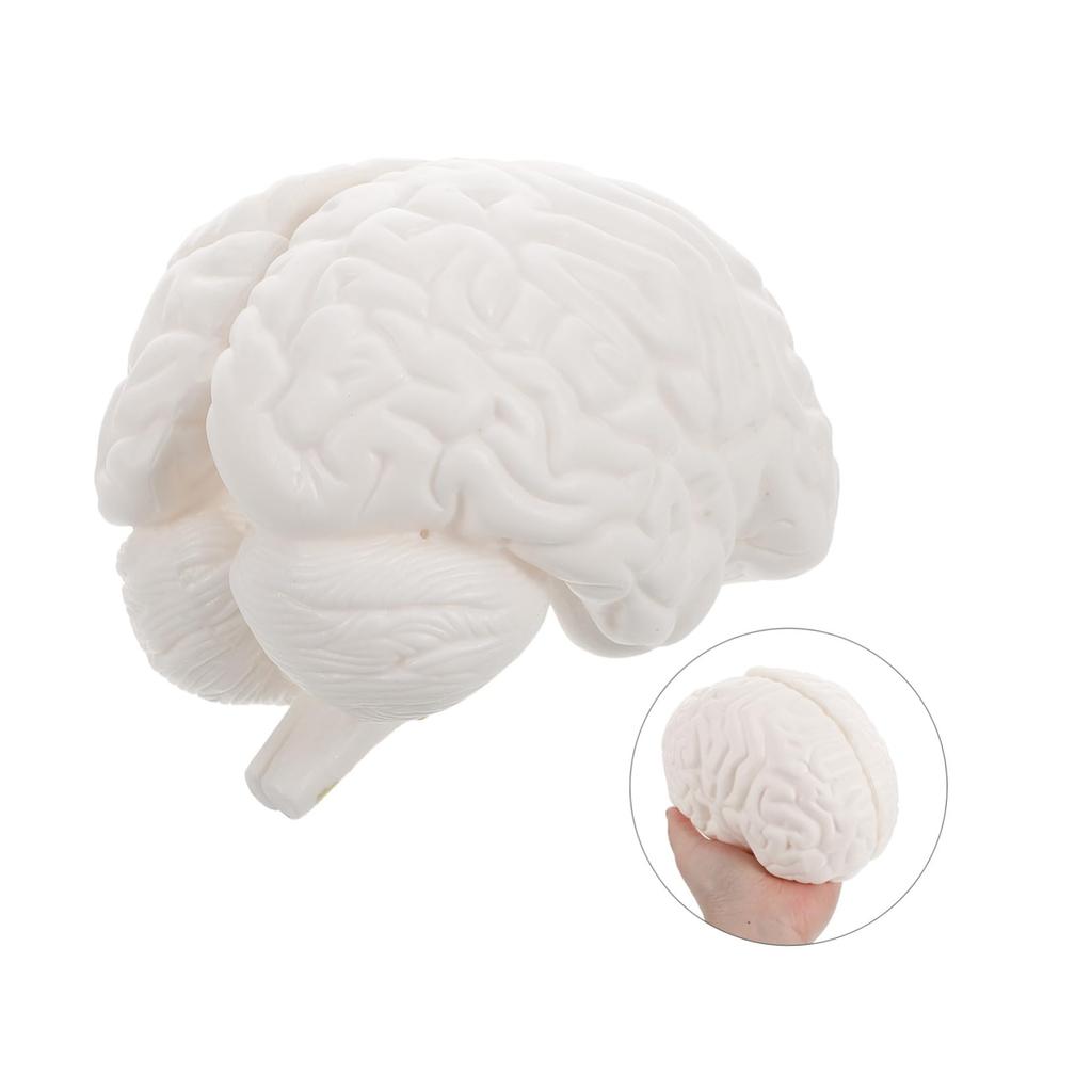 TENDYCOCO Human Brain Model: Human Brain Anatomy Model with Display Base, White for Learning Science Classroom Research Display Medical Education