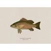 Vintage Bass Fish Trout Fly Fishing Posters Prints Canvas Painting Fisherman Retro Wall Art Picture for Living Room Home Decor
