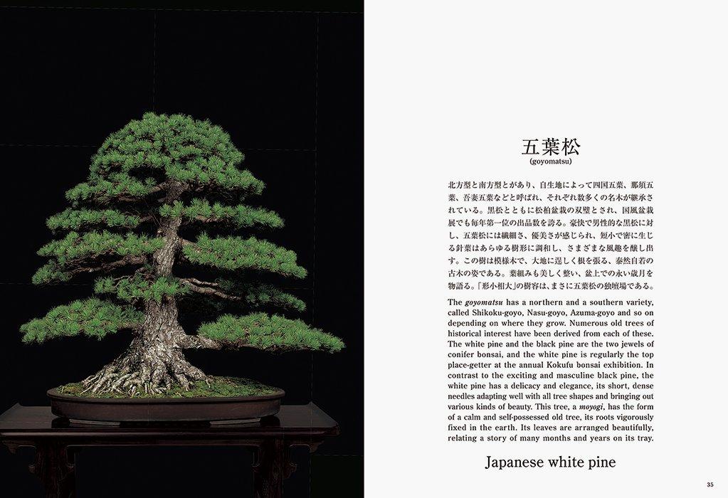 Bonsai Bonsai New Edition