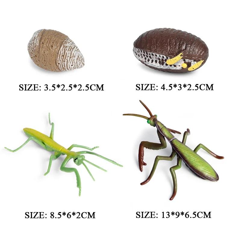 Oenux Simulation Luna Moth Salmon Butterfly Ants Life Growth Cycle Animals Model Action Figures Educational Miniature Kids Toy