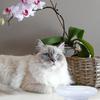 Anti-Overflow Cat Food Bowl Ceramic Pet Feeder Round Mouth Design Prevents Whisker Fatigue Heavy Duty Non-Slip for Cats