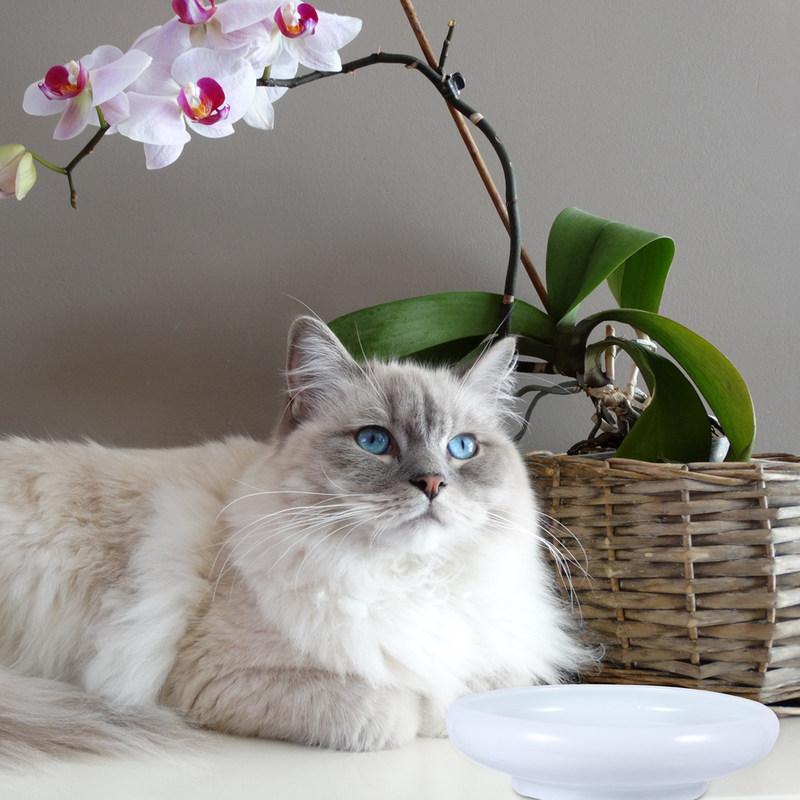 Anti-Overflow Cat Food Bowl Ceramic Pet Feeder Round Mouth Design Prevents Whisker Fatigue Heavy Duty Non-Slip for Cats