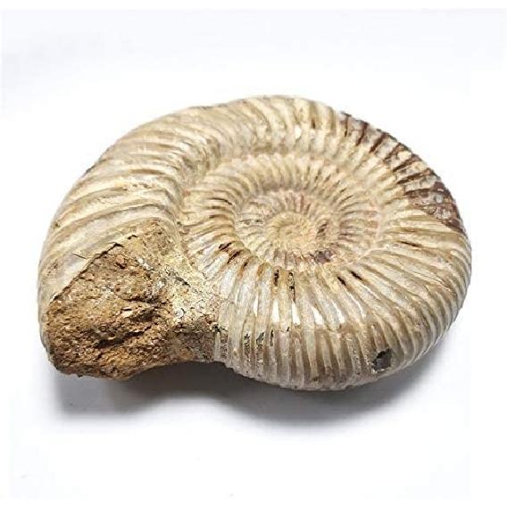 

1 шт. Полированный образец раковины в необработанном виде Мадагаскар Аммонит Необработанные камни для декора Ископаемая раковина