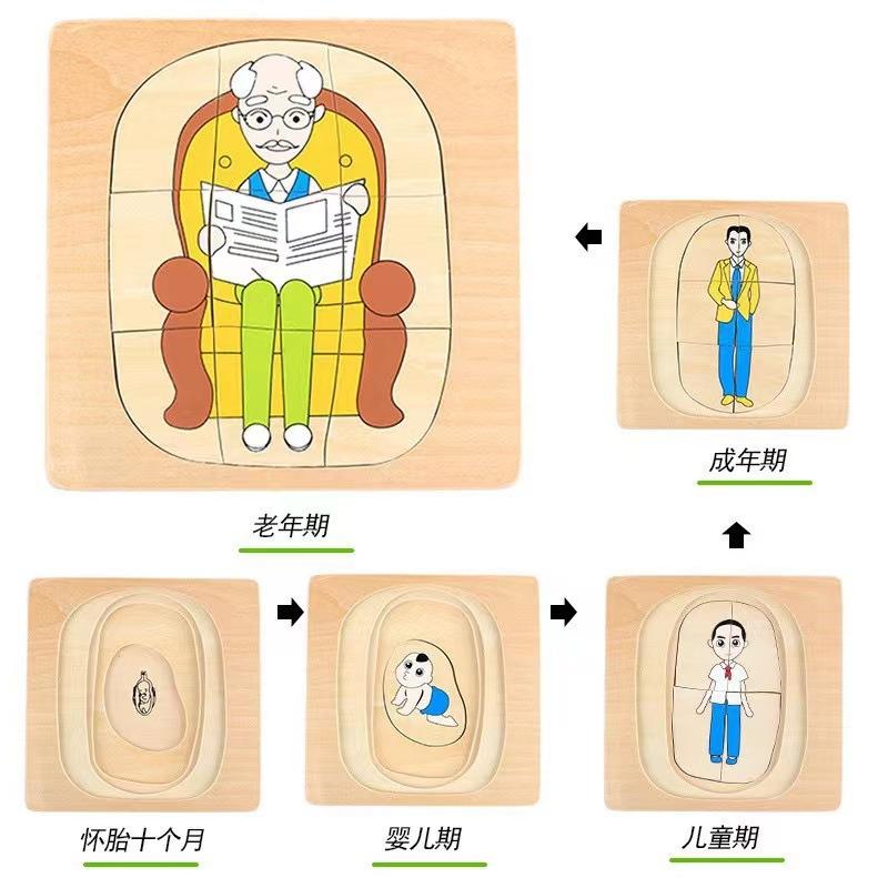 Children's Early Education Characters Body Organ Structure Cognitive Puzzle Brain Multi-Layer Development Wooden Toys