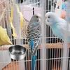 2 Stück Edelstahl Vogelfutternäpfe, Kleiner Vogelfutterbecher, Edelstahl Papageienfutternapf Käfig mit Halter
