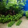 Pești și animale marine – Decorul acvariului