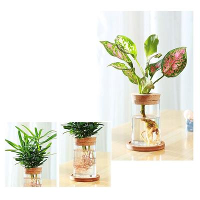 Ev Dekoru – Vazolar