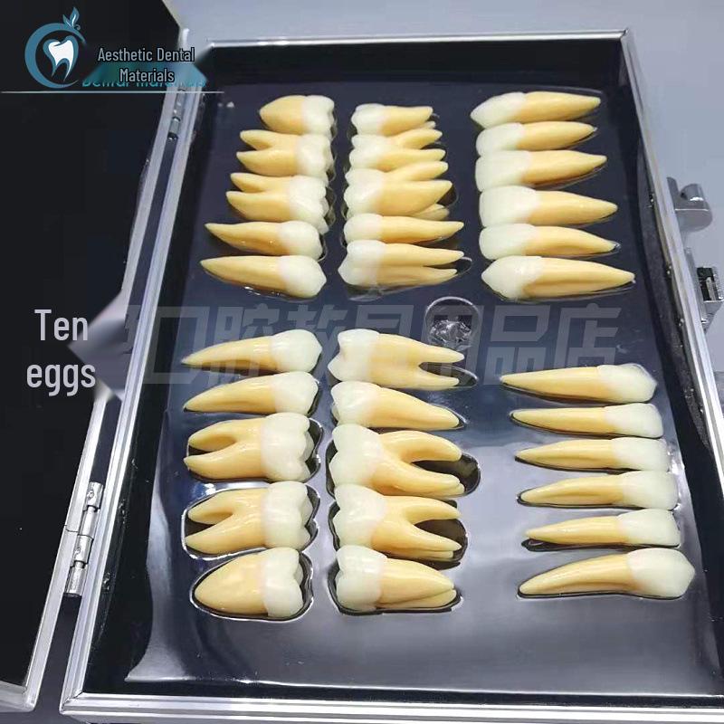 2.5x Two-Color Removable Permanent Tooth Model M7026 for Anatomy and Carving with Roots