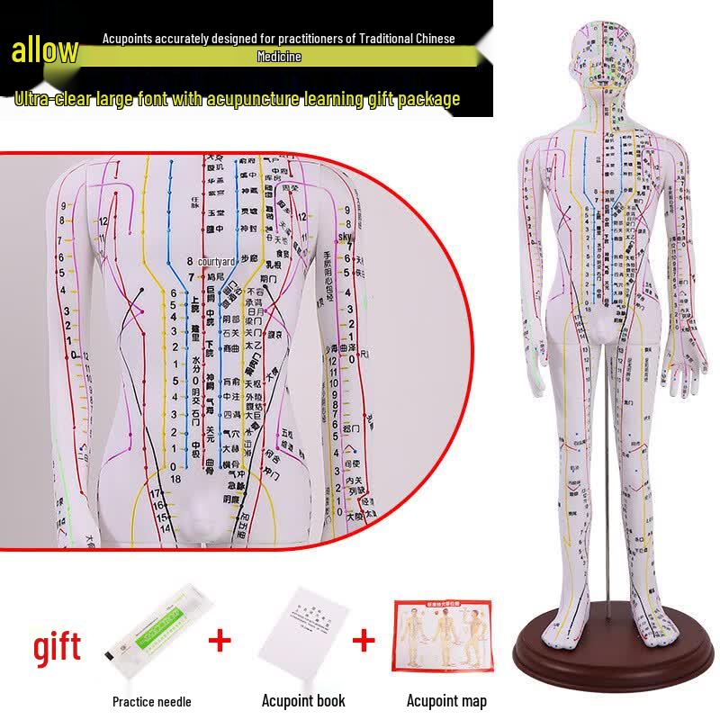 TCM Acupuncture & Meridian Human Body Practice Model