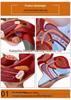 Male Reproductive and Urinary System Teaching Model with Internal and External Genitalia