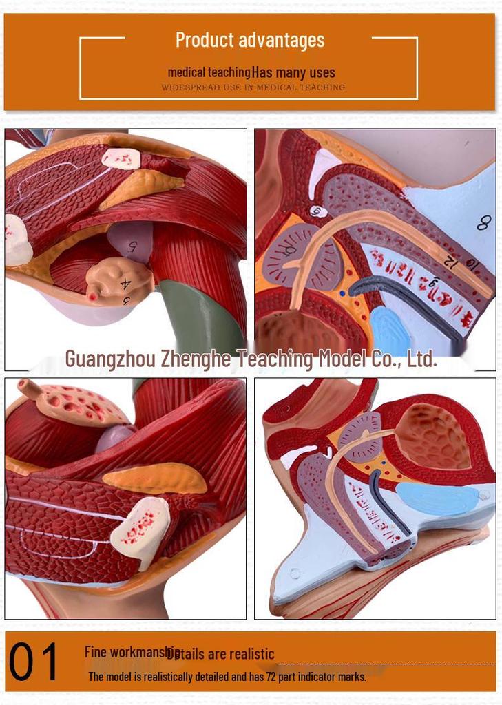 Male Reproductive and Urinary System Teaching Model with Internal and External Genitalia