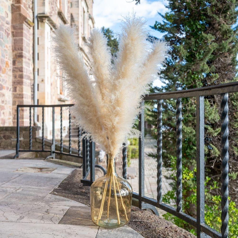 Lot de 5 herbes de la pampa