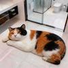 Diatomaceous Earth Bathroom Carpet Realistic Bedroom Door Rug 3D Cat Floor Mat  Home Decor