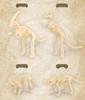 Dinosaur Fossil & Volcano Science Experiment Kit for Kids