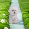 Comfortable Cat Dog Harness Breathable Dog Undershirt Chest Strap  Outdoor Walking
