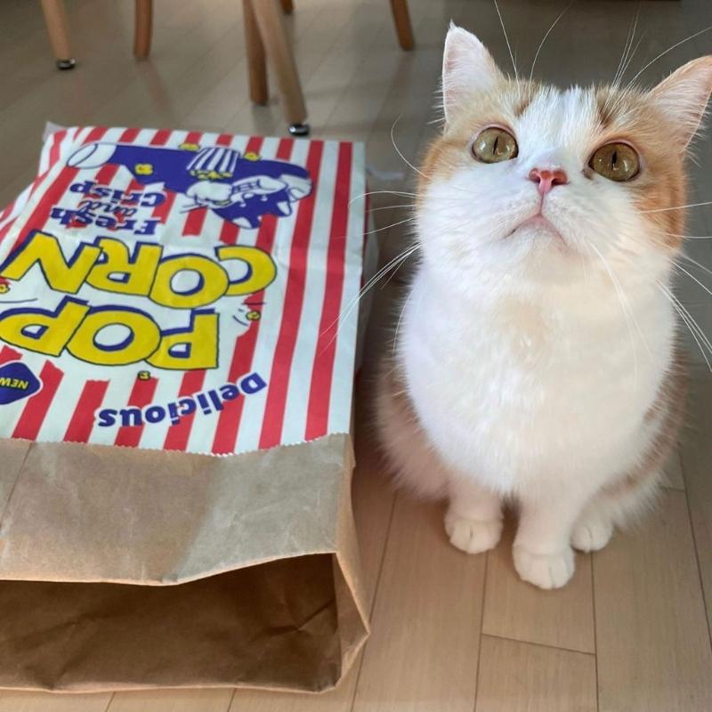 PopcornBag Cat Tent Toy PlayTunnel Tent House Dogs Kraft Paper Bag Hideaway Tunner Boredom Pet Indoor Entertainment Toy