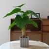 Artificial Turtle Back & Caladium Leaf Plants - Small Potted Decorations for Office, Living Room, or Coffee Table