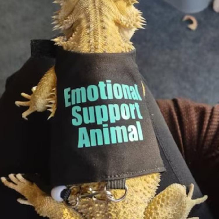 Verstellbares Flexibles Seil Anzug Training Walking Seil Haustier Seil Leinen Westen Seil für Kleintier Outdoor-Aktivität