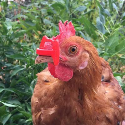 100pcs Chicken Glasses Anti-pecking Eye Mask Feeding Supplies Equipments Random Color