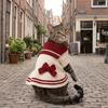 Knit Sweater Dog Sweater Dress Cozy Dog Knitted Dress Puppy Princess Skirt Daily Wear